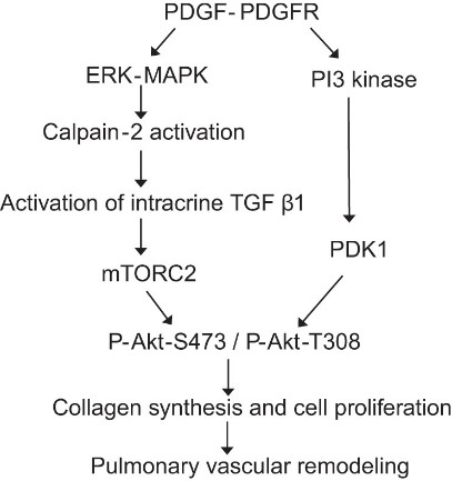 Schematic pathway illustrating the role of calpain-2 in PDGF-induced Akt phosphorylation.jpg